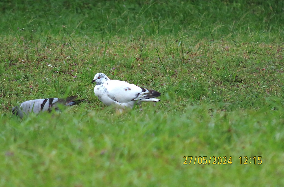 Rock Pigeon (Feral Pigeon) - ML619658121