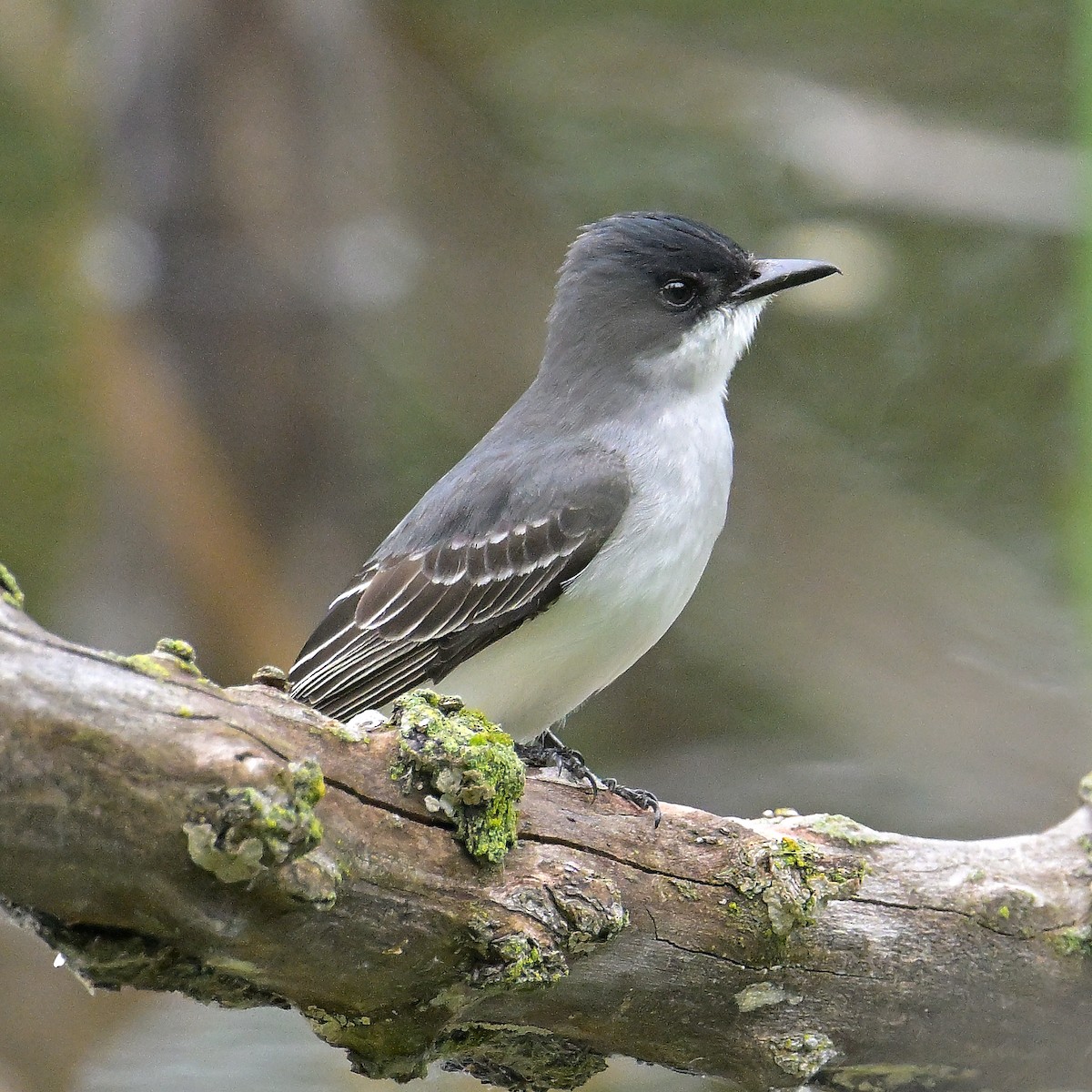 Eastern Kingbird - maggie s