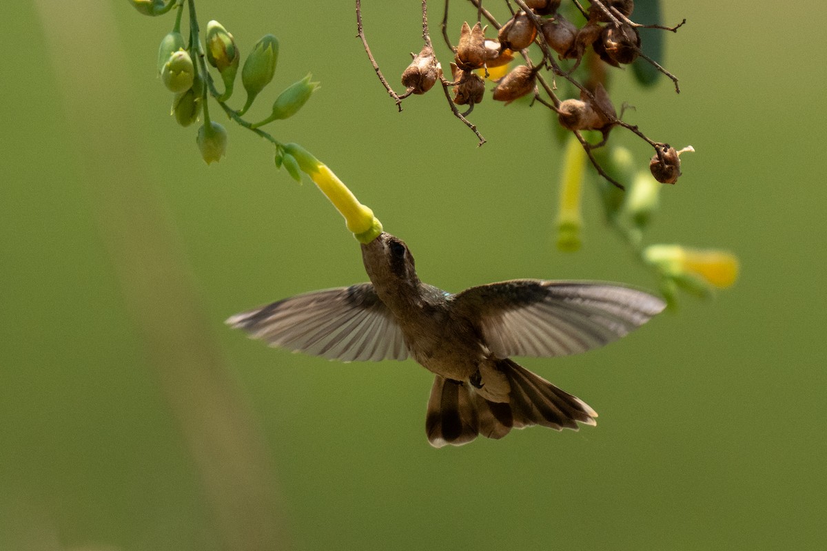 kolibřík temnobřichý - ML619658123