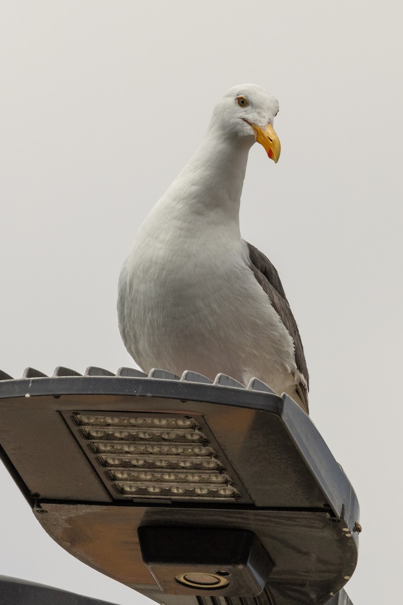 Western Gull - Kathy Snyder