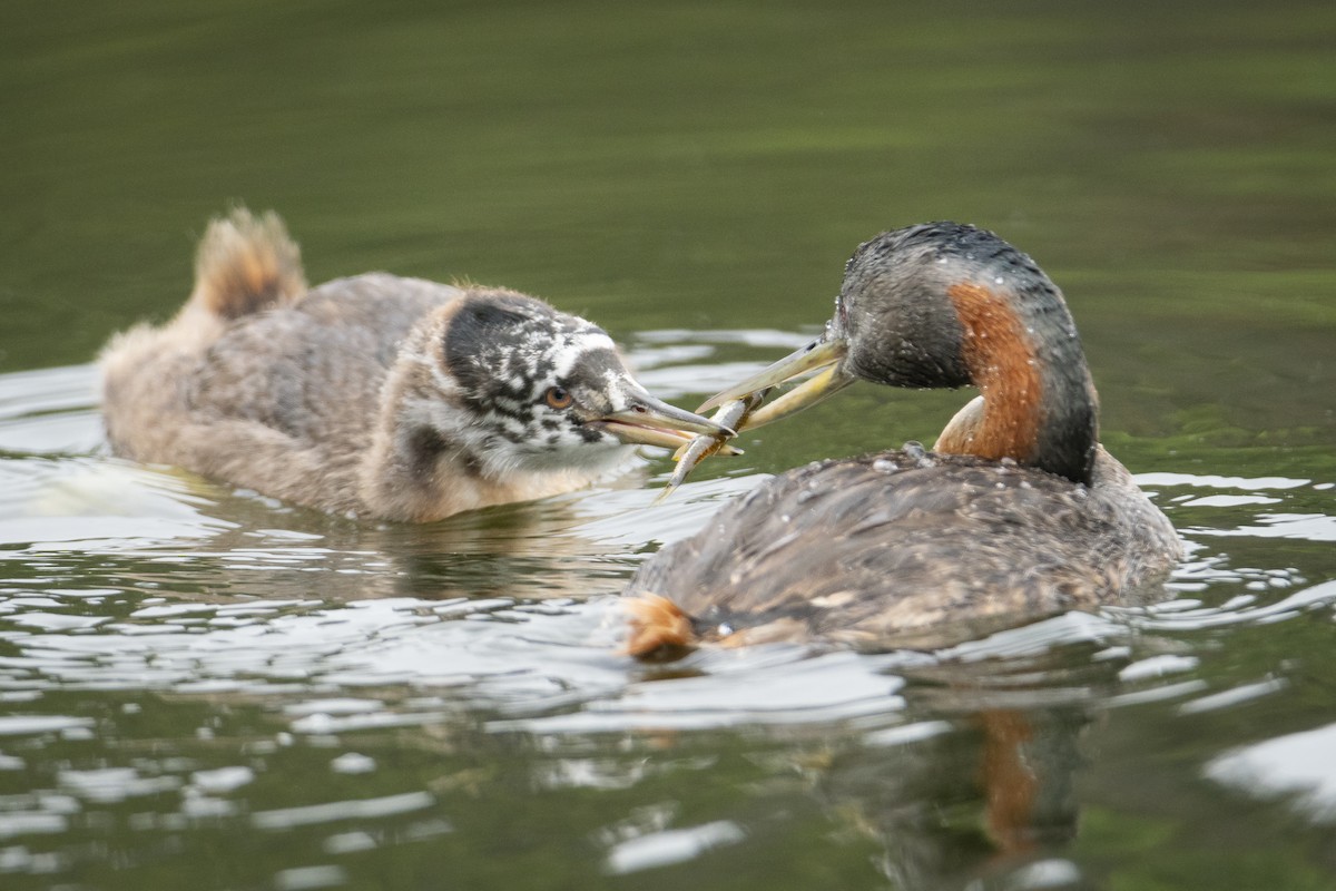 Great Grebe - Bastian Montecinos