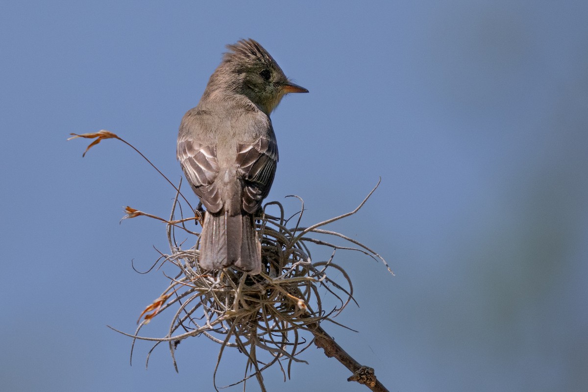 Western Wood-Pewee - David Lauter