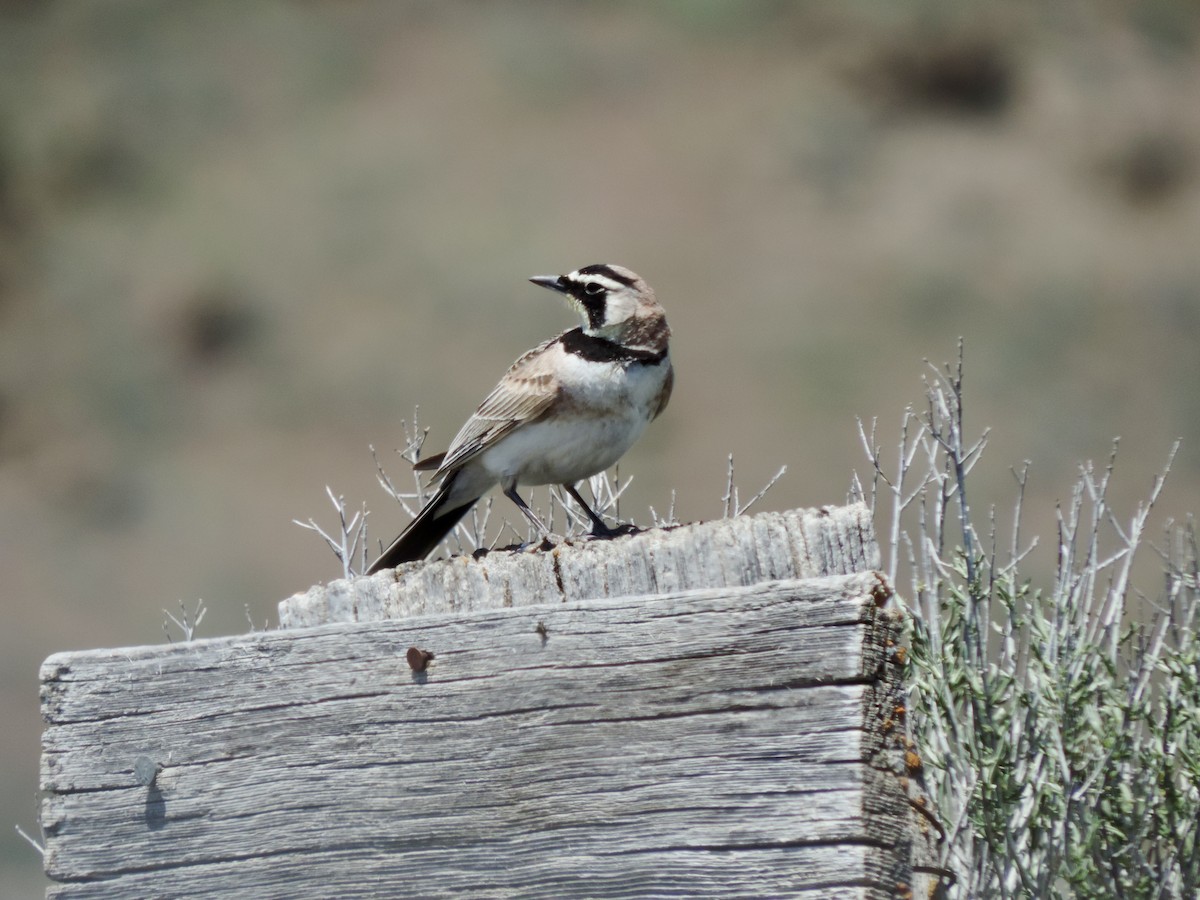 Horned Lark - Sylvia Maulding