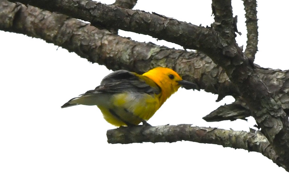 Prothonotary Warbler - David True