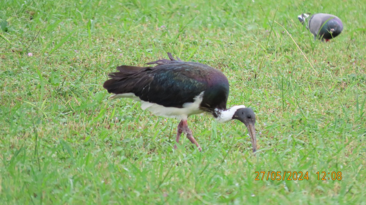 Straw-necked Ibis - Norton Gill