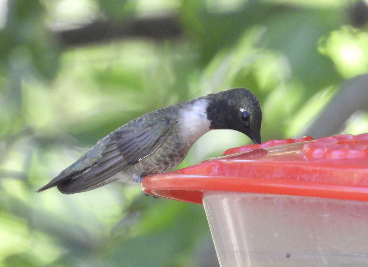 Black-chinned Hummingbird - Roee Astor