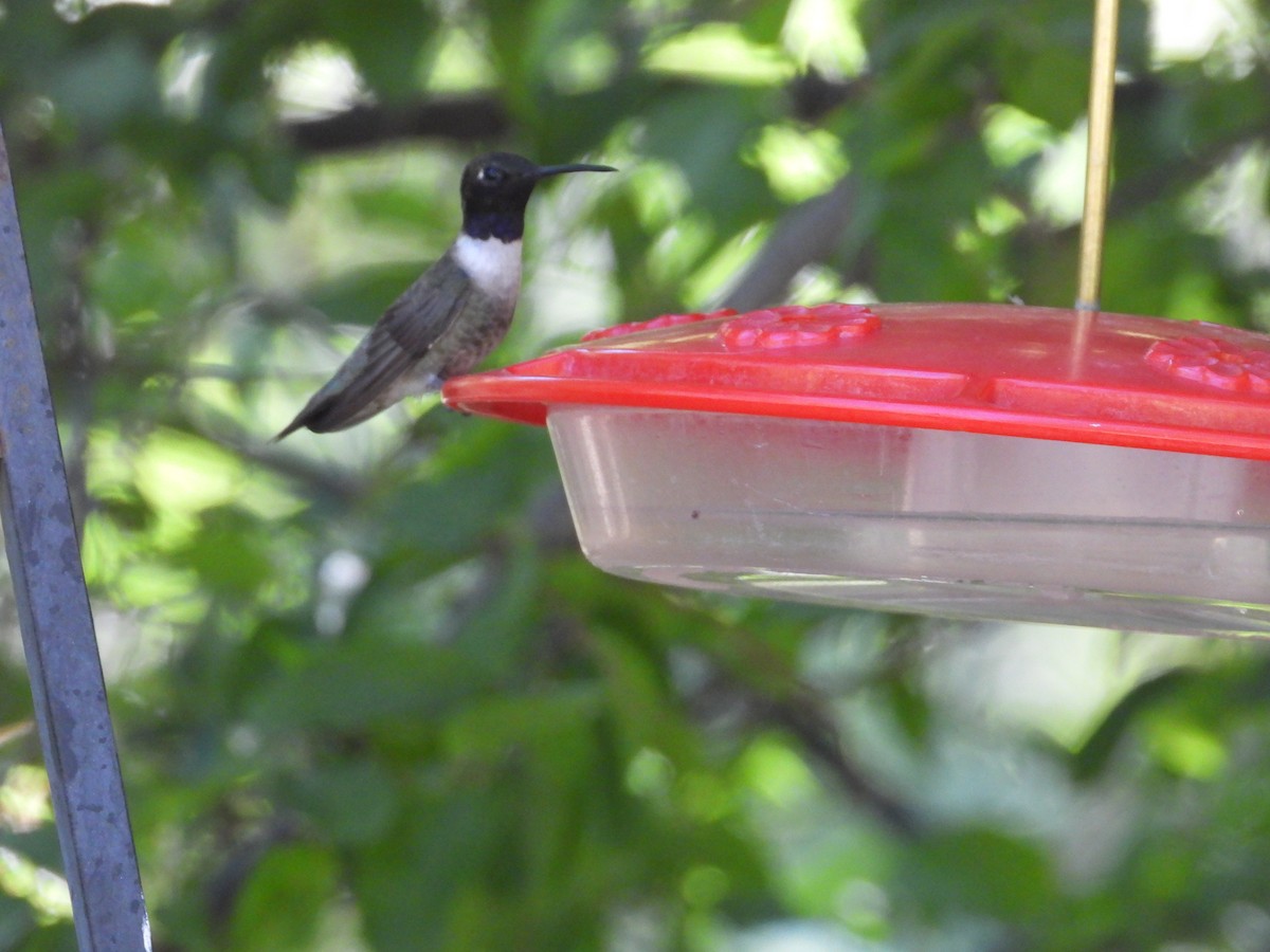 Black-chinned Hummingbird - Roee Astor