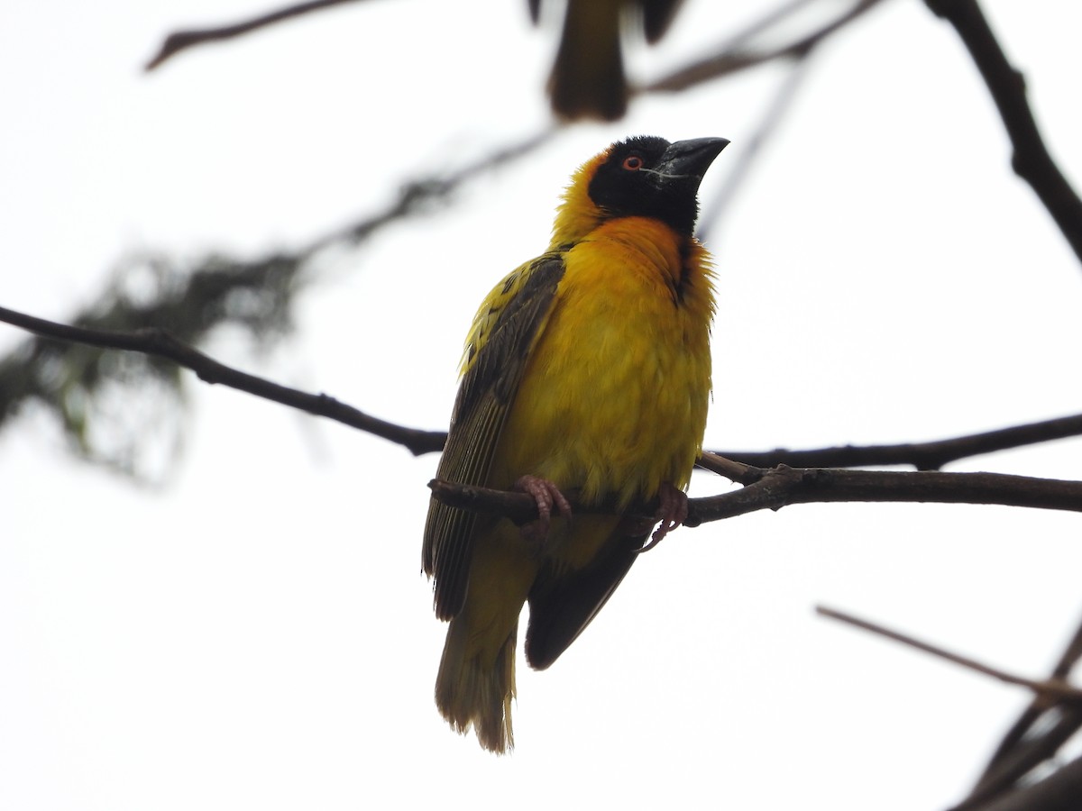 Vitelline Masked-Weaver - Pam Spring