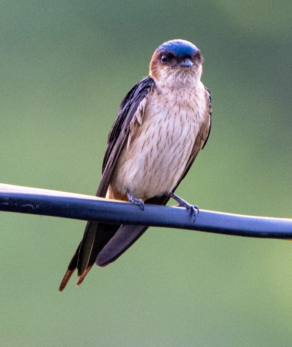 Red-rumped Swallow - Jagdish Jatiya