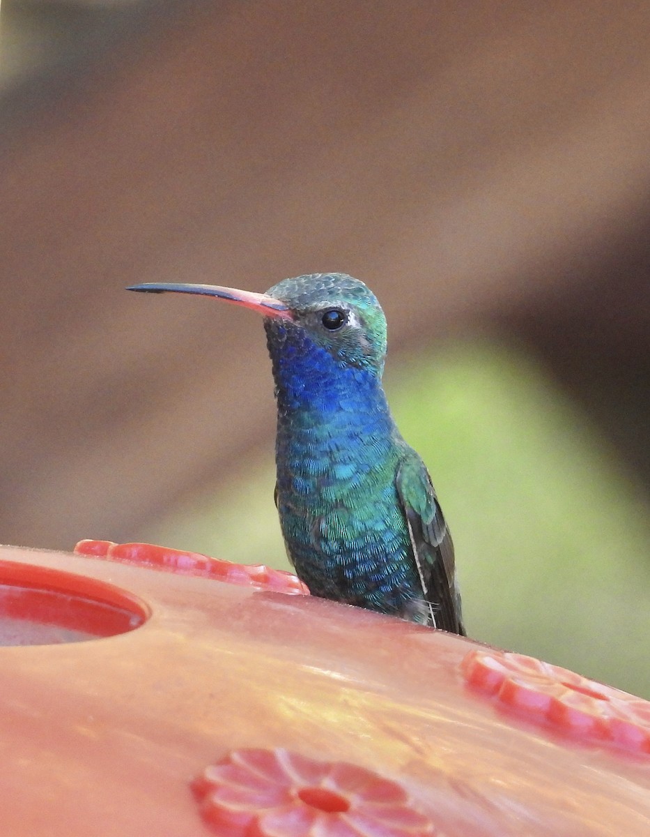 Broad-billed Hummingbird - Roee Astor