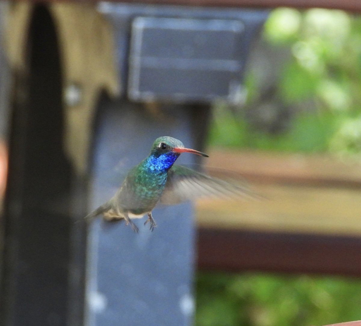 Broad-billed Hummingbird - Roee Astor