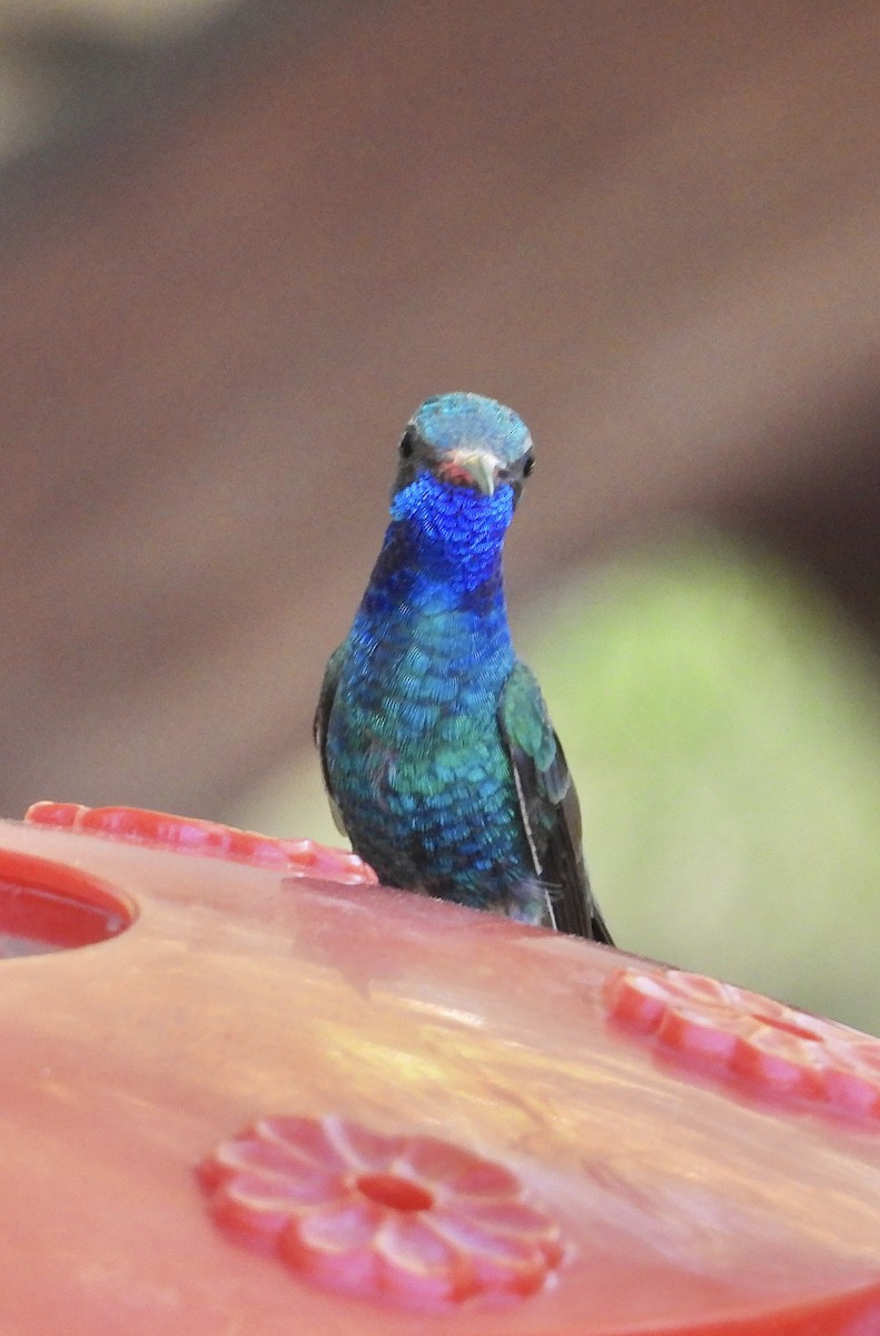 Broad-billed Hummingbird - Roee Astor