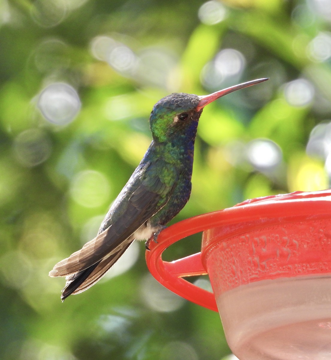 Broad-billed Hummingbird - Roee Astor