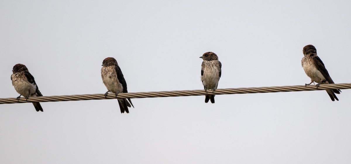 Streak-throated Swallow - Jagdish Jatiya