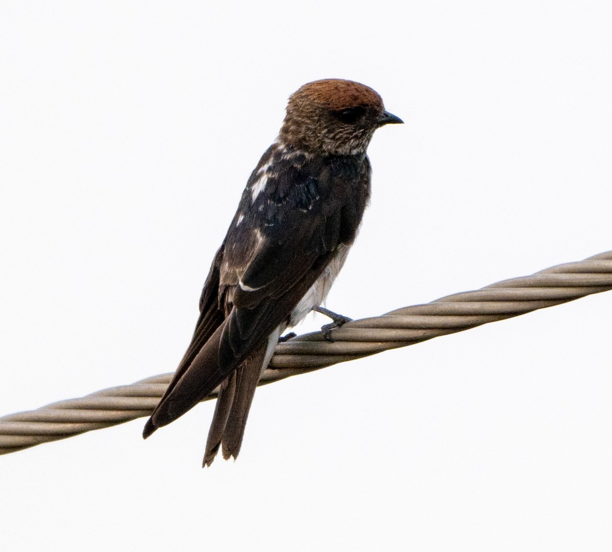 Streak-throated Swallow - Jagdish Jatiya