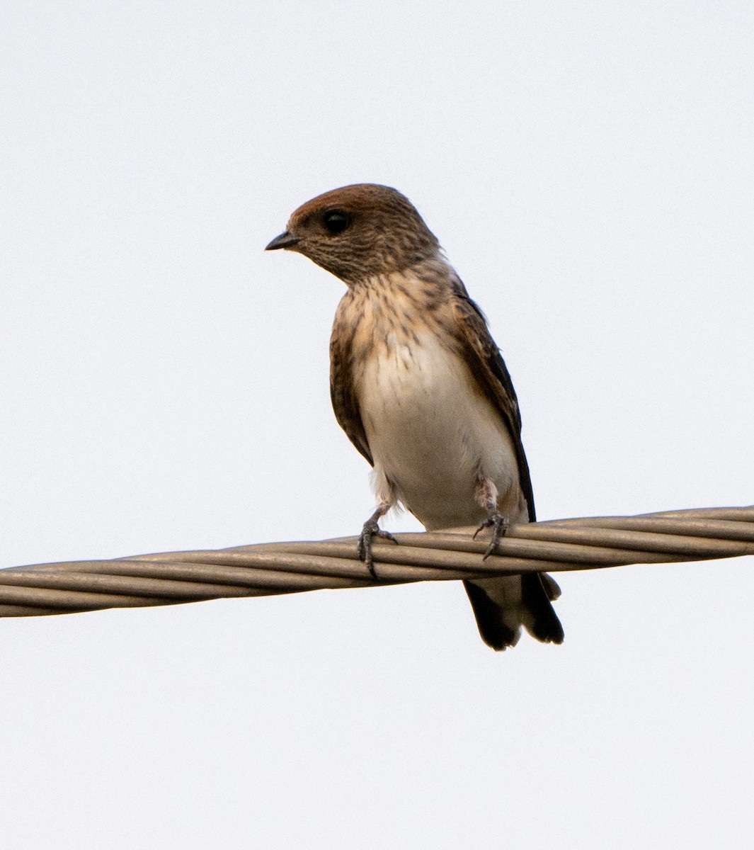 Streak-throated Swallow - Jagdish Jatiya