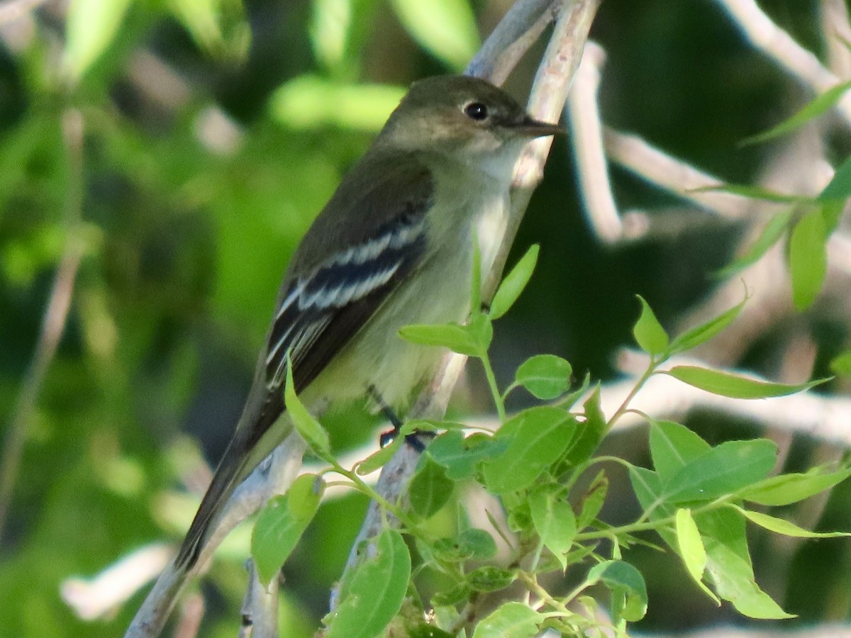 Least Flycatcher - ML619658172