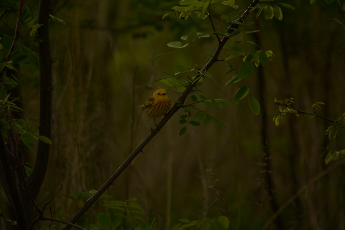 Yellow Warbler - Brinda Datla