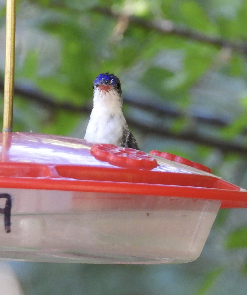 Violet-crowned Hummingbird - Roee Astor