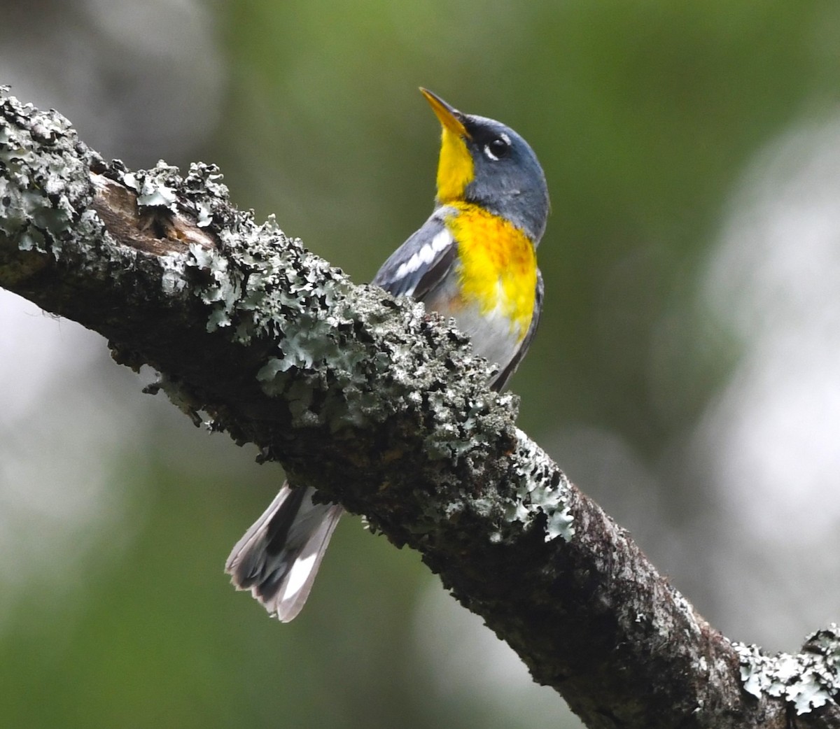 Northern Parula - David True