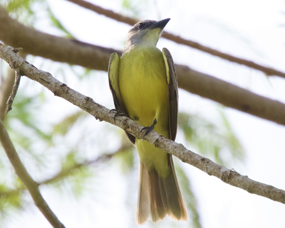 Couch's Kingbird - Dave Bengston