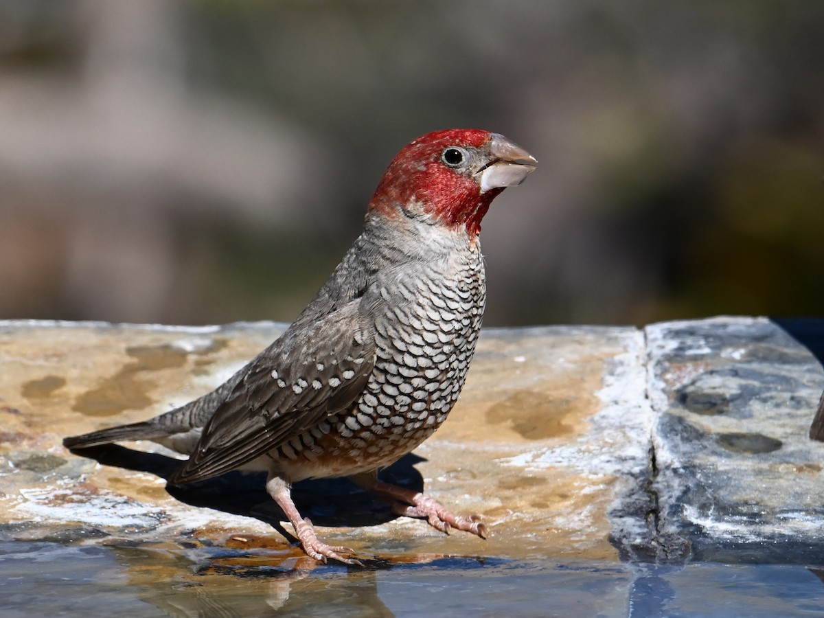Red-headed Finch - jerald britten