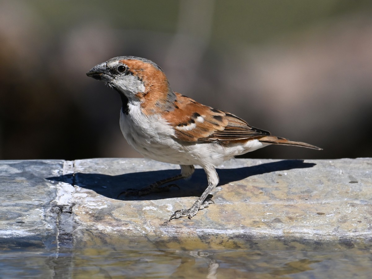 Great Rufous Sparrow - jerald britten