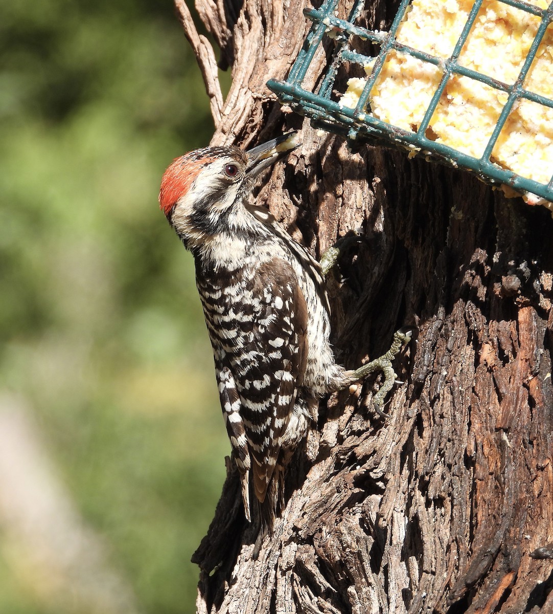 Ladder-backed Woodpecker - Roee Astor