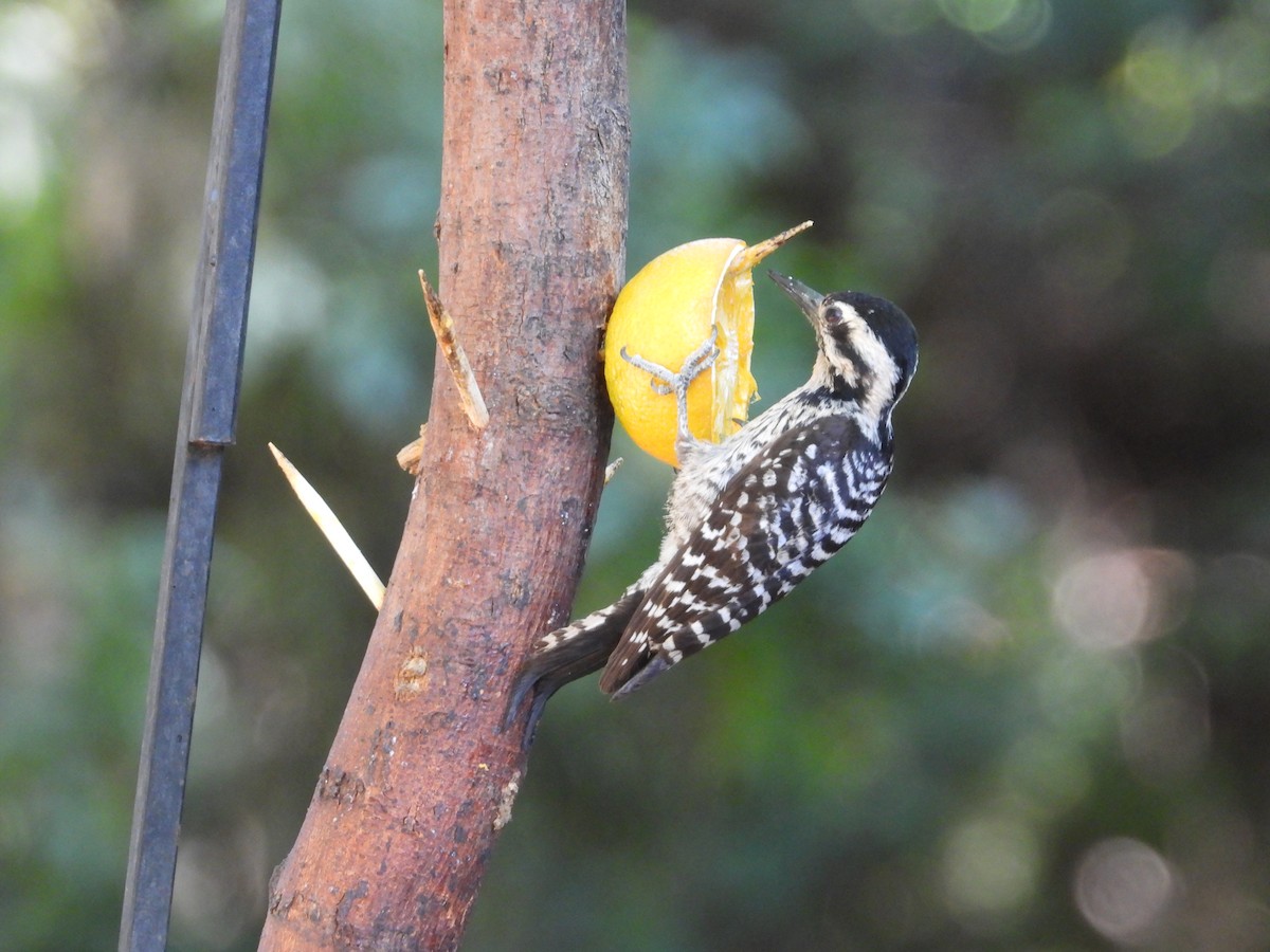 Ladder-backed Woodpecker - Roee Astor