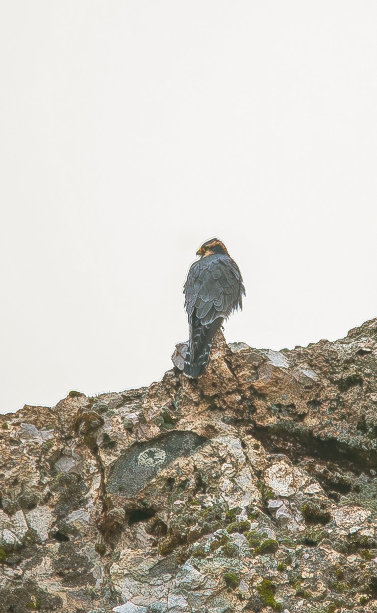 Aplomado Falcon - José Antonio Padilla Reyes