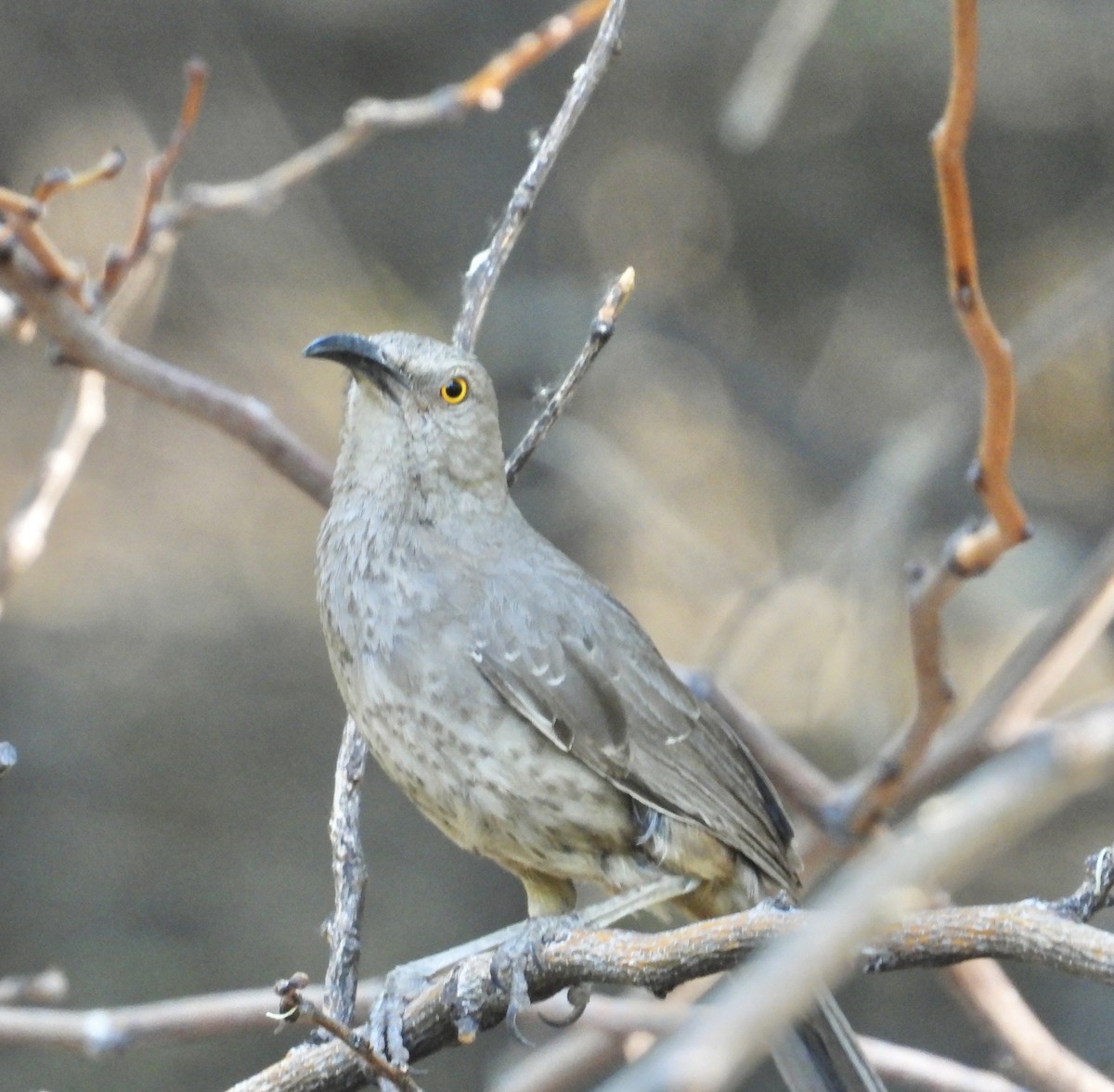 Curve-billed Thrasher - Roee Astor