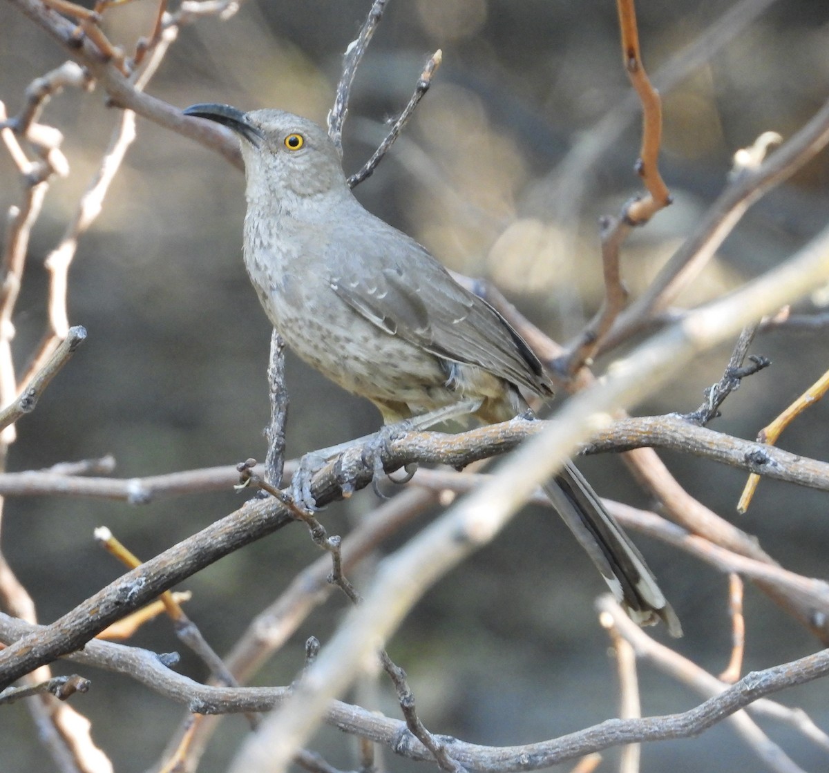 Curve-billed Thrasher - Roee Astor