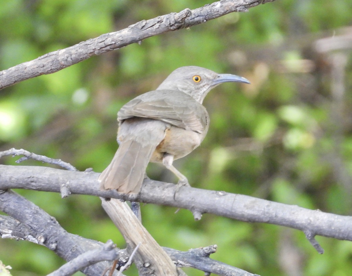 Curve-billed Thrasher - Roee Astor