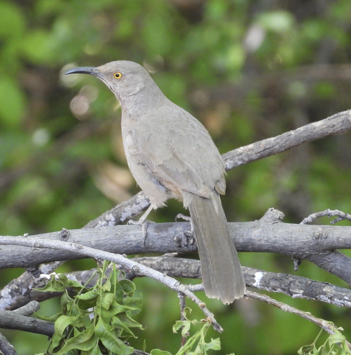 Curve-billed Thrasher - Roee Astor