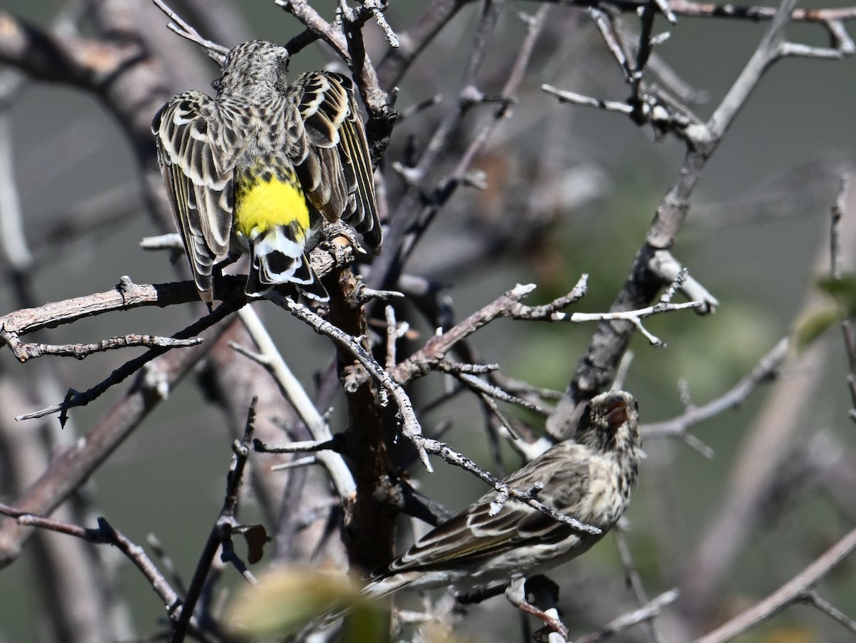 Black-throated Canary - jerald britten