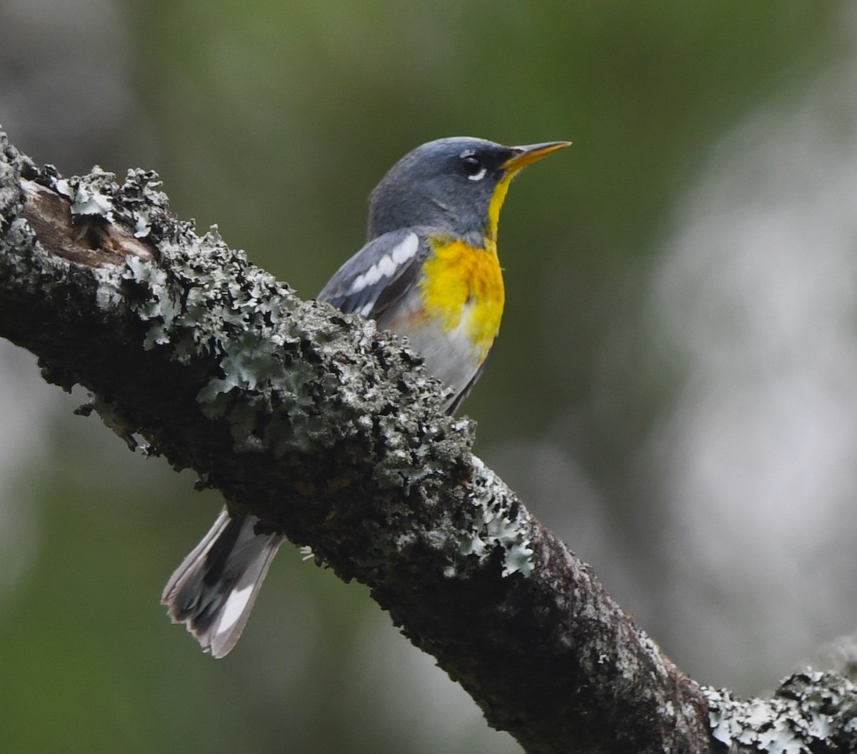 Northern Parula - David True