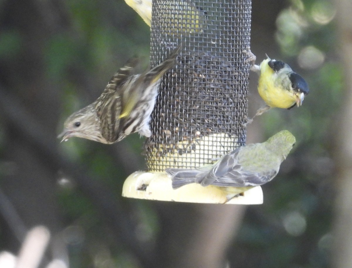 Pine Siskin - Roee Astor