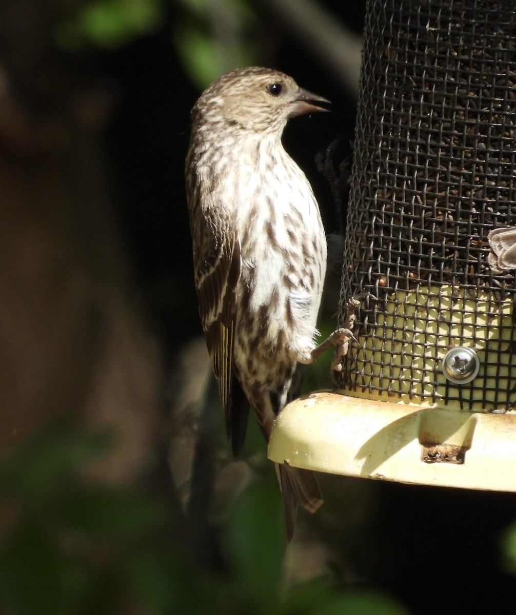 Pine Siskin - Roee Astor