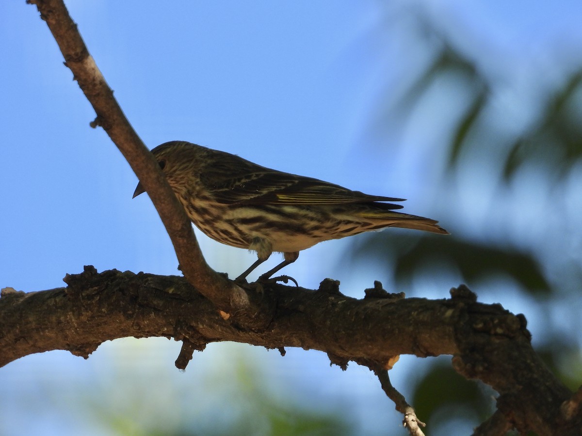 Pine Siskin - Roee Astor