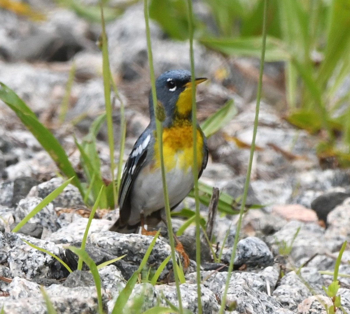 Northern Parula - David True