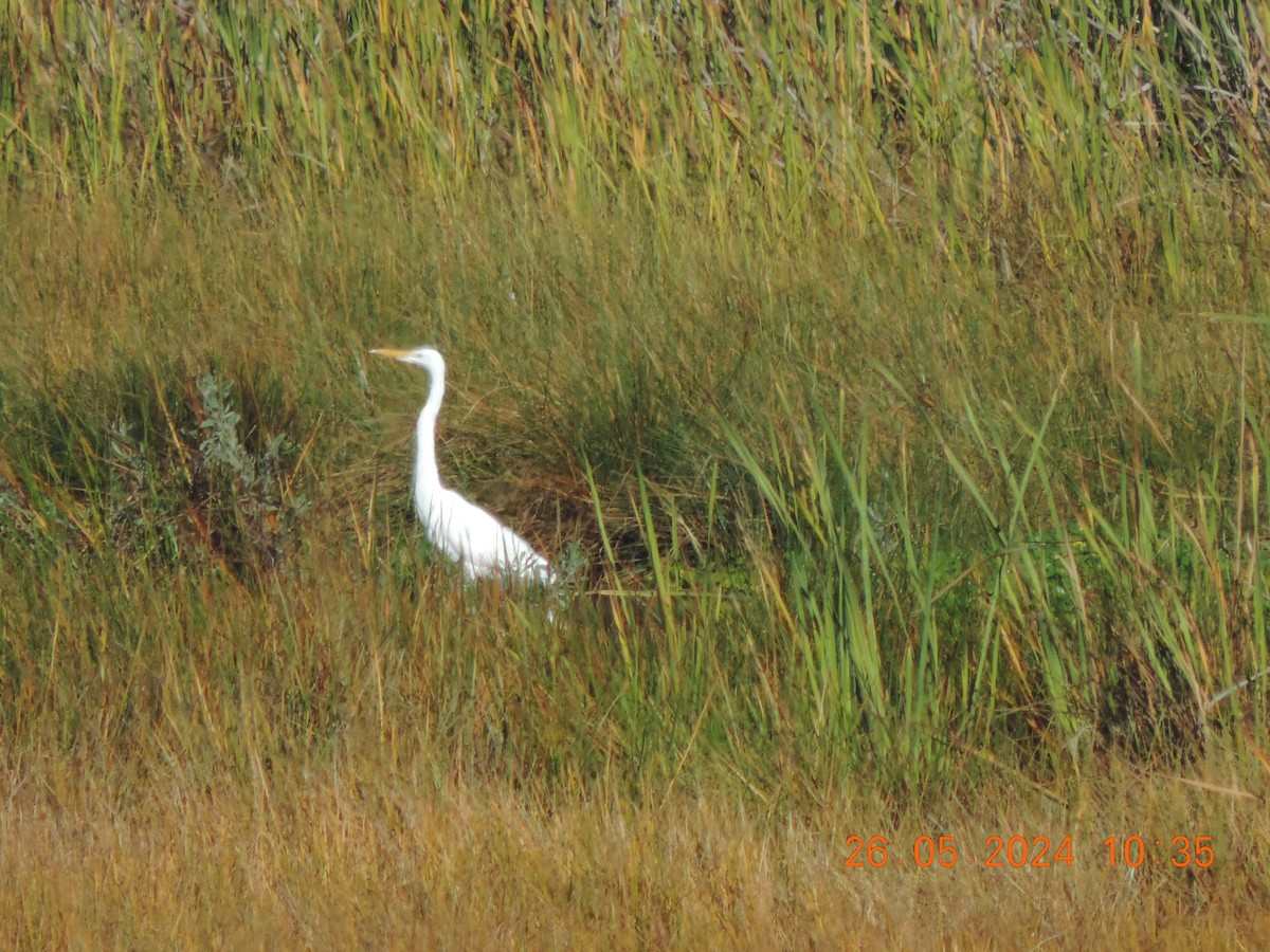 Great Egret - Ignacio Ramírez