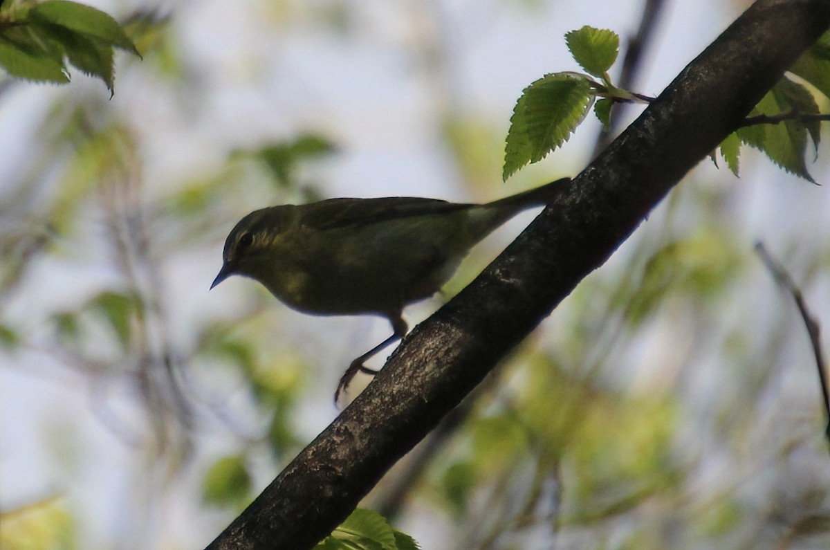 Tennessee Warbler - Elaine Cassidy