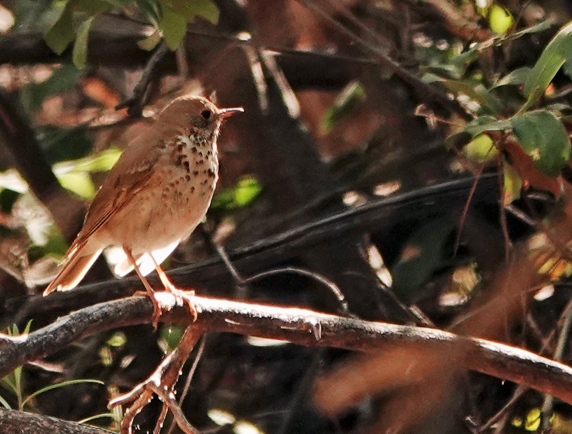 Hermit Thrush - Diane Drobka