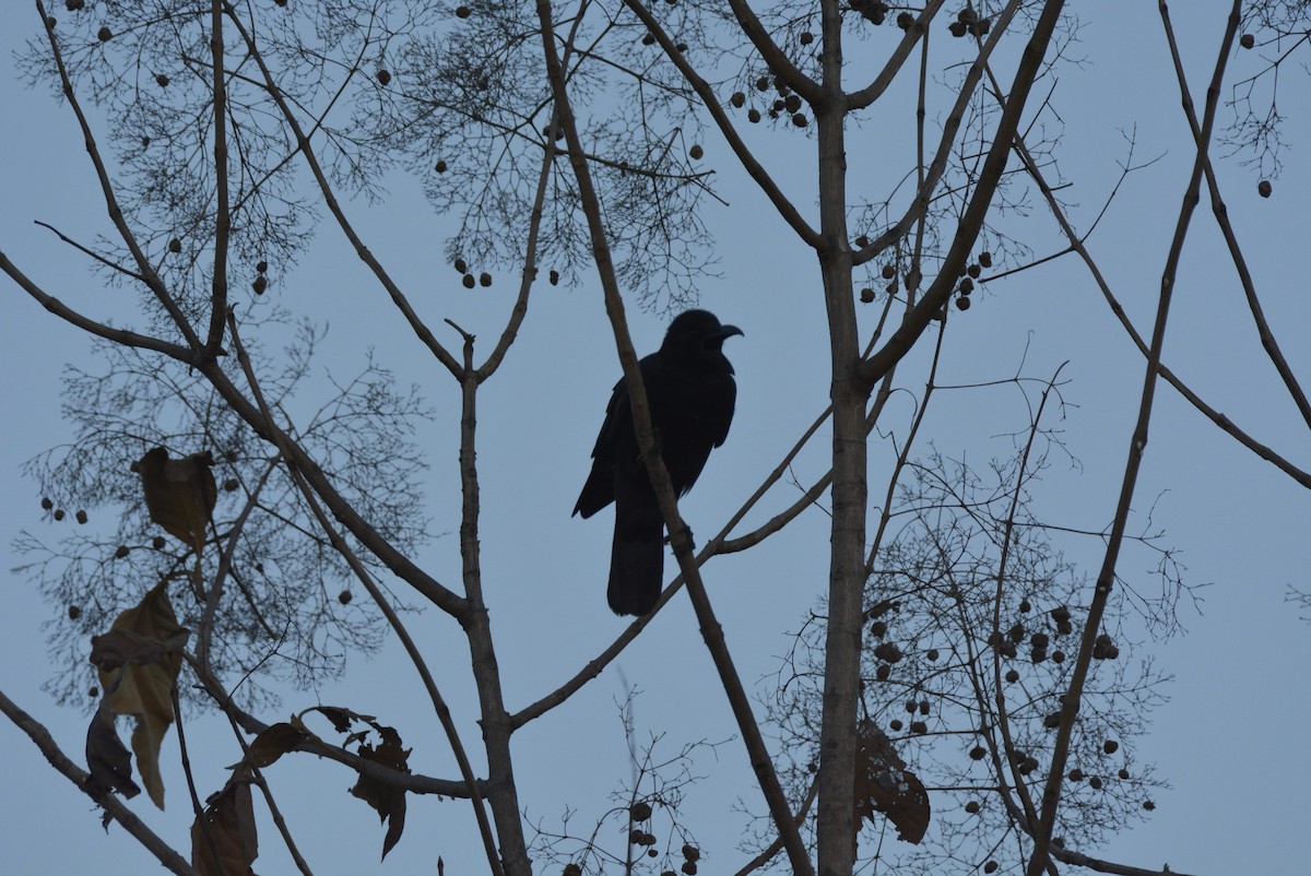 Greater Coucal - Karthik Solanki