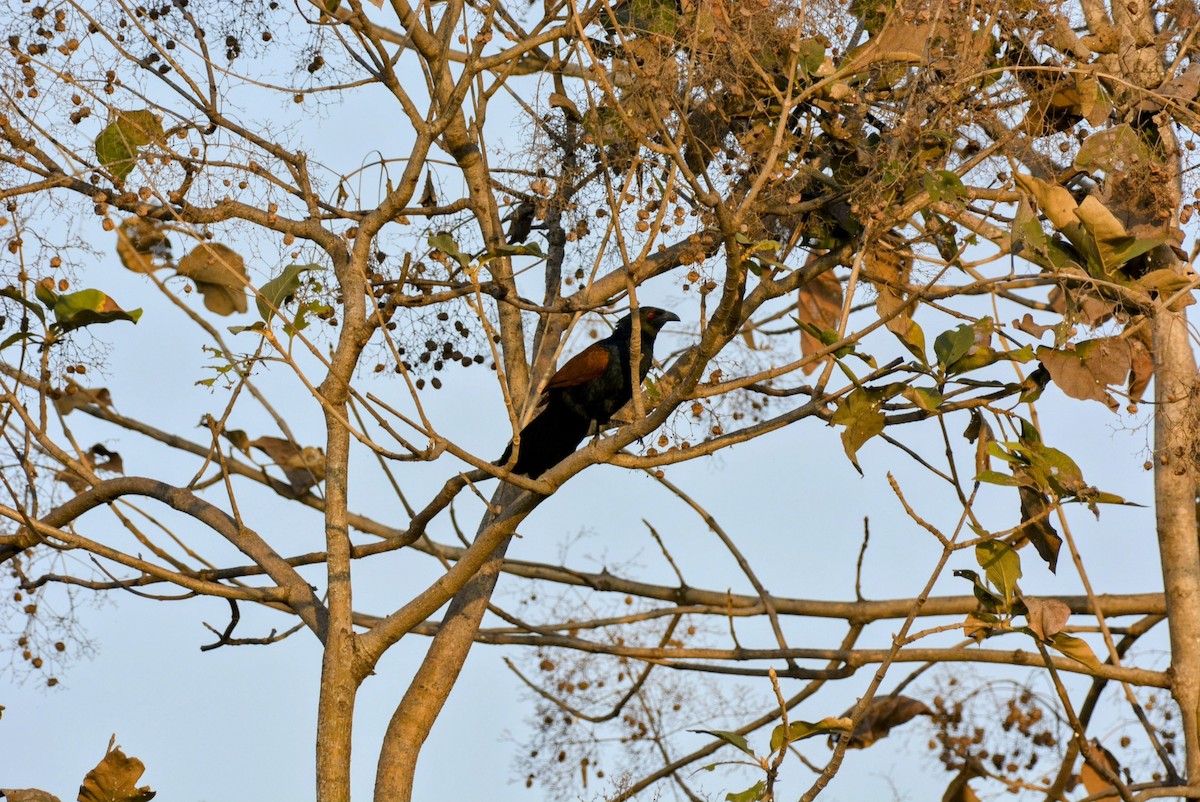 Greater Coucal - Karthik Solanki