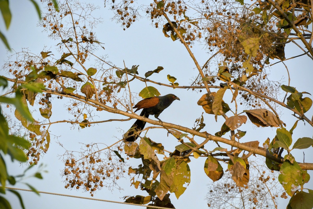 Greater Coucal - Karthik Solanki