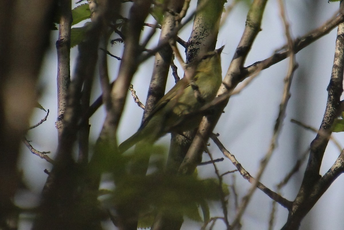 Tennessee Warbler - Elaine Cassidy