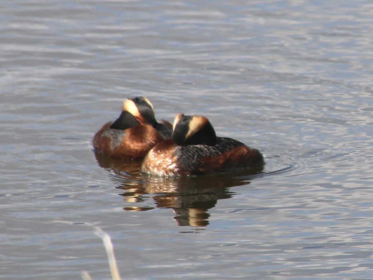 Horned Grebe - Stephanie Nyhof