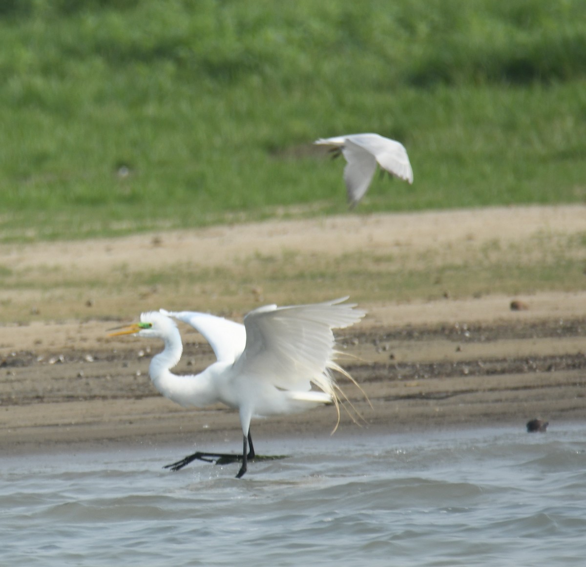 Great Egret - Leonardo Guzmán (Kingfisher Birdwatching Nuevo León)