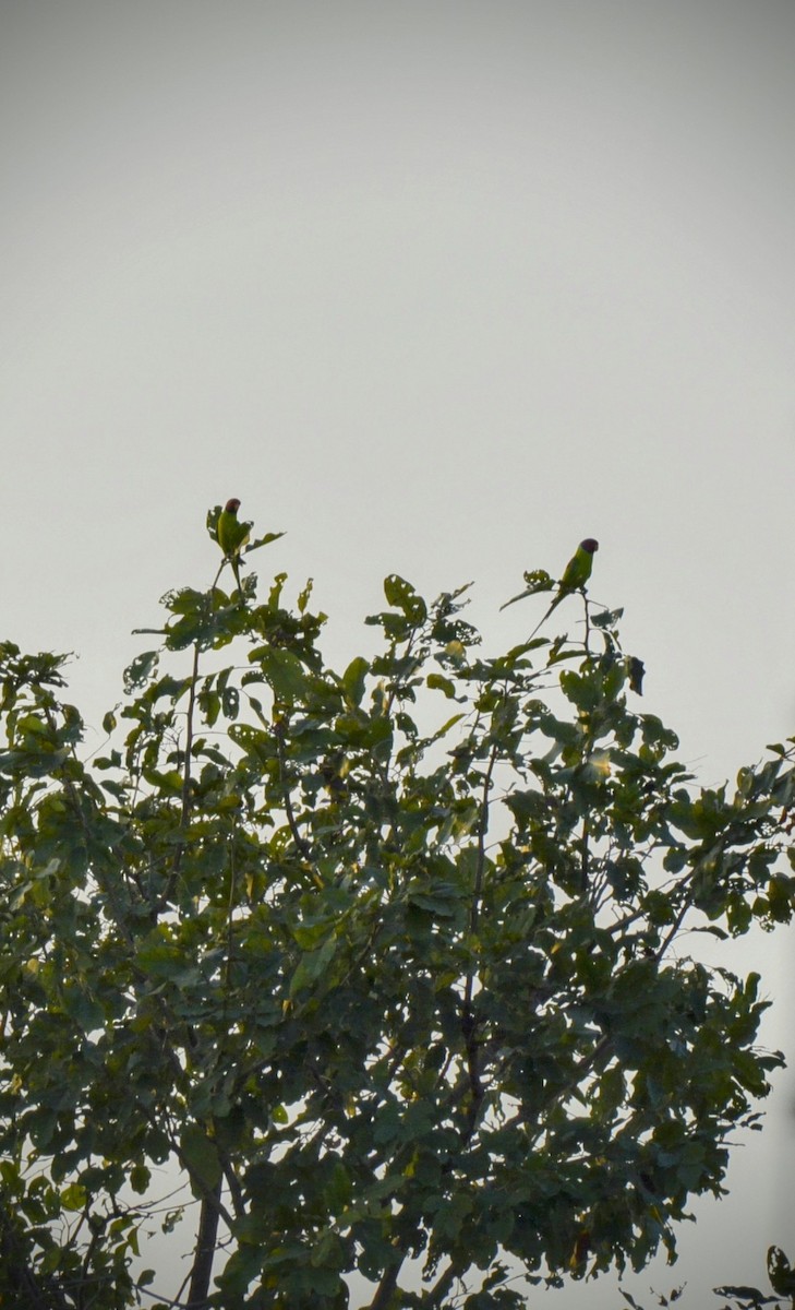 Rose-ringed Parakeet - Karthik Solanki